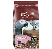 Premium African Parrot